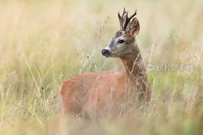 鹿(学名:Capreolus Capreolus)